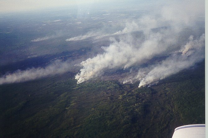 Forest Fires.jpg (59626 bytes)